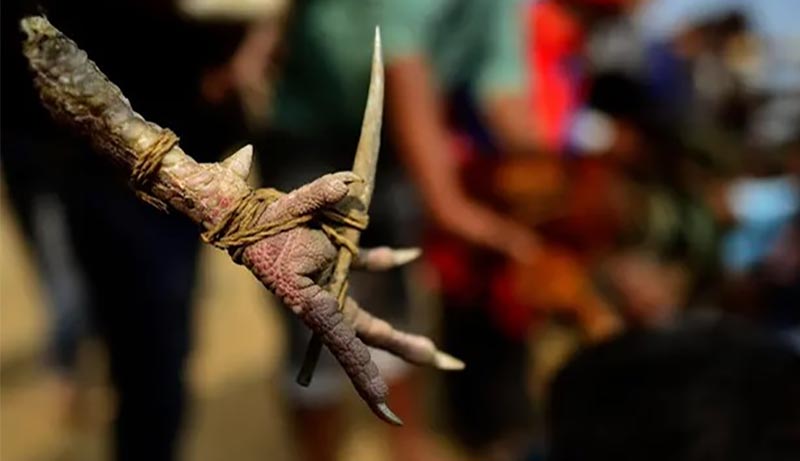 Đá gà cựa sắt hồi hộp, kịch tính từng giây