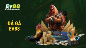 Đá gà EV88
